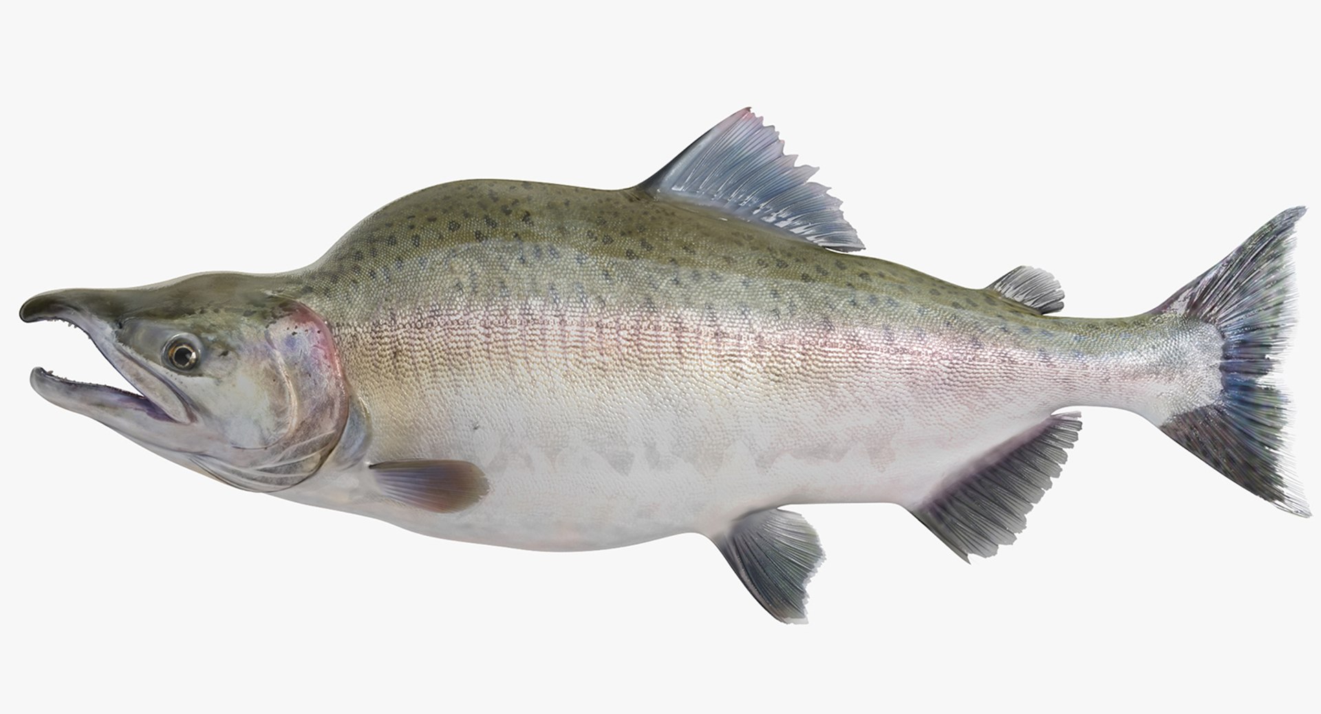 Pink Salmon 3D Model 3D model preview