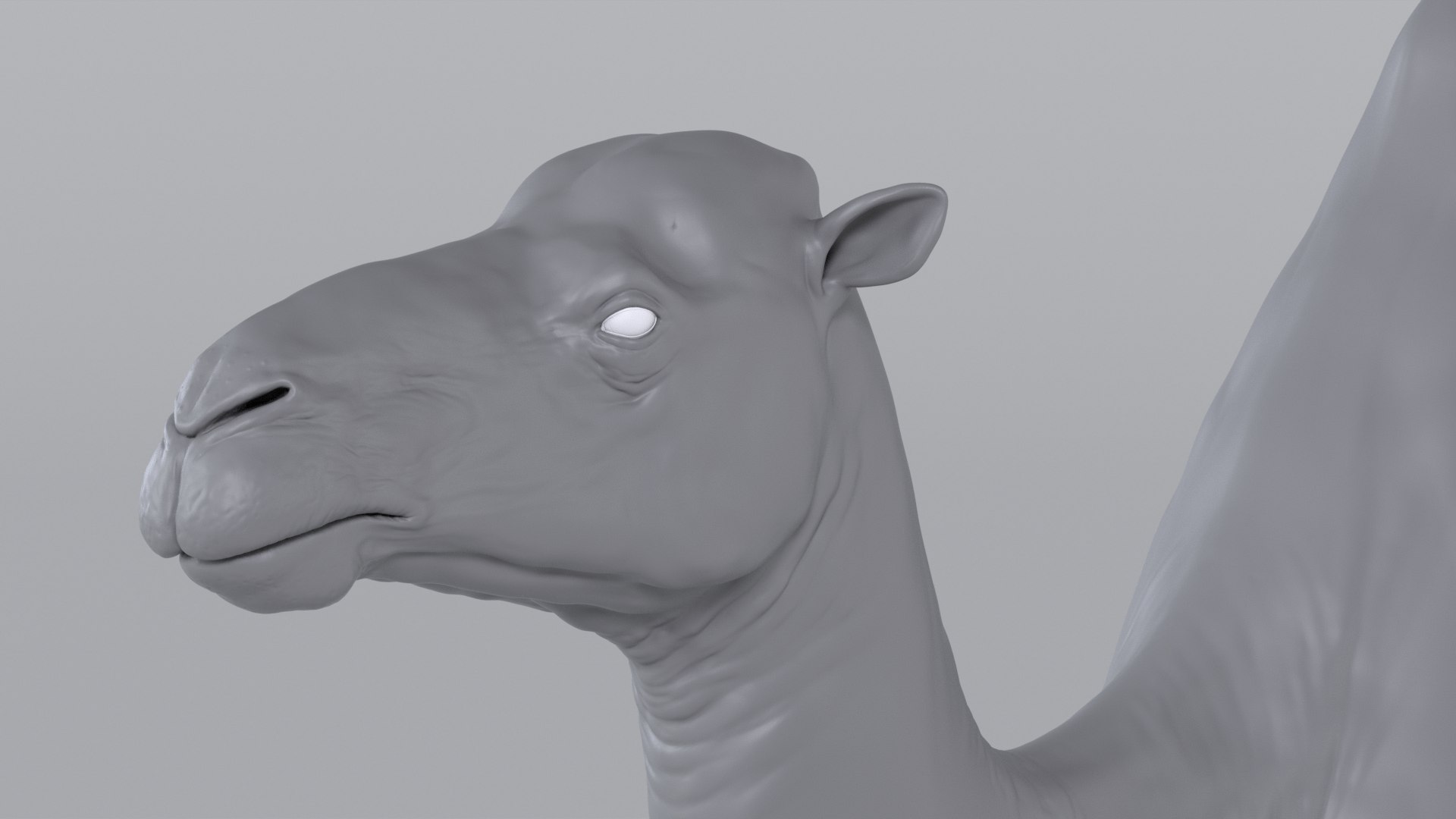 Camel model with muscles and skeleton 3D https://p.turbosquid.com/ts-thumb/FB/usiTV9/Jb/camel_tt_0724/png/1787500274/1920x1080/fit_q87/870903e427812242ae1dac5824041c7539db131b/camel_tt_0724.jpg