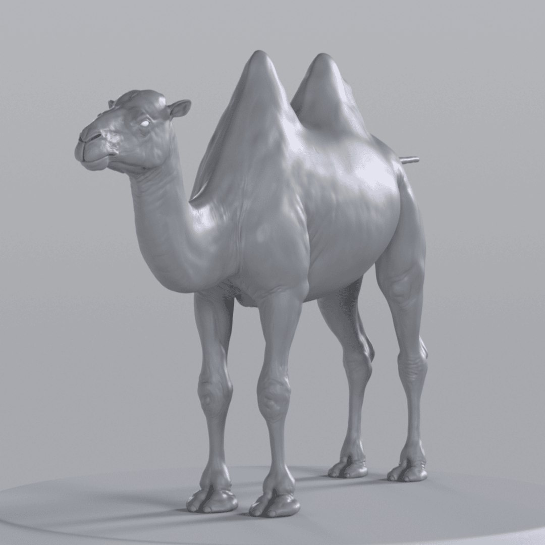 Camel model with muscles and skeleton 3D https://p.turbosquid.com/ts-thumb/FB/usiTV9/jR/camel_tt_0300/png/1787500229/1920x1080/fit_q87/47ab99c1efb068d537496adc7117c429d4281182/camel_tt_0300.jpg