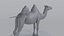 Maestro del modelado de camellos