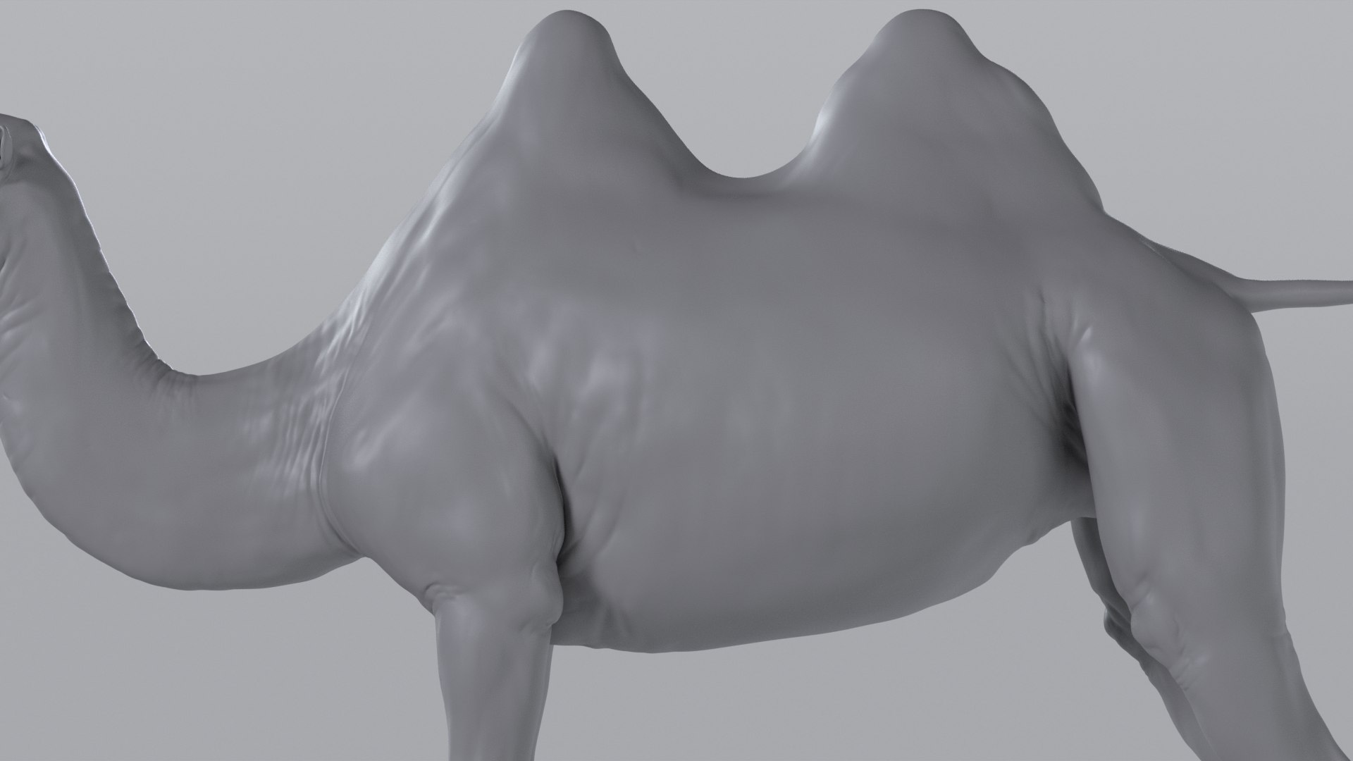 Camel model with muscles and skeleton 3D https://p.turbosquid.com/ts-thumb/FB/usiTV9/lU/camel_tt_0722/png/1787500274/1920x1080/fit_q87/130730ff03d8903d29bc499a5aa18ef6e0acdccb/camel_tt_0722.jpg