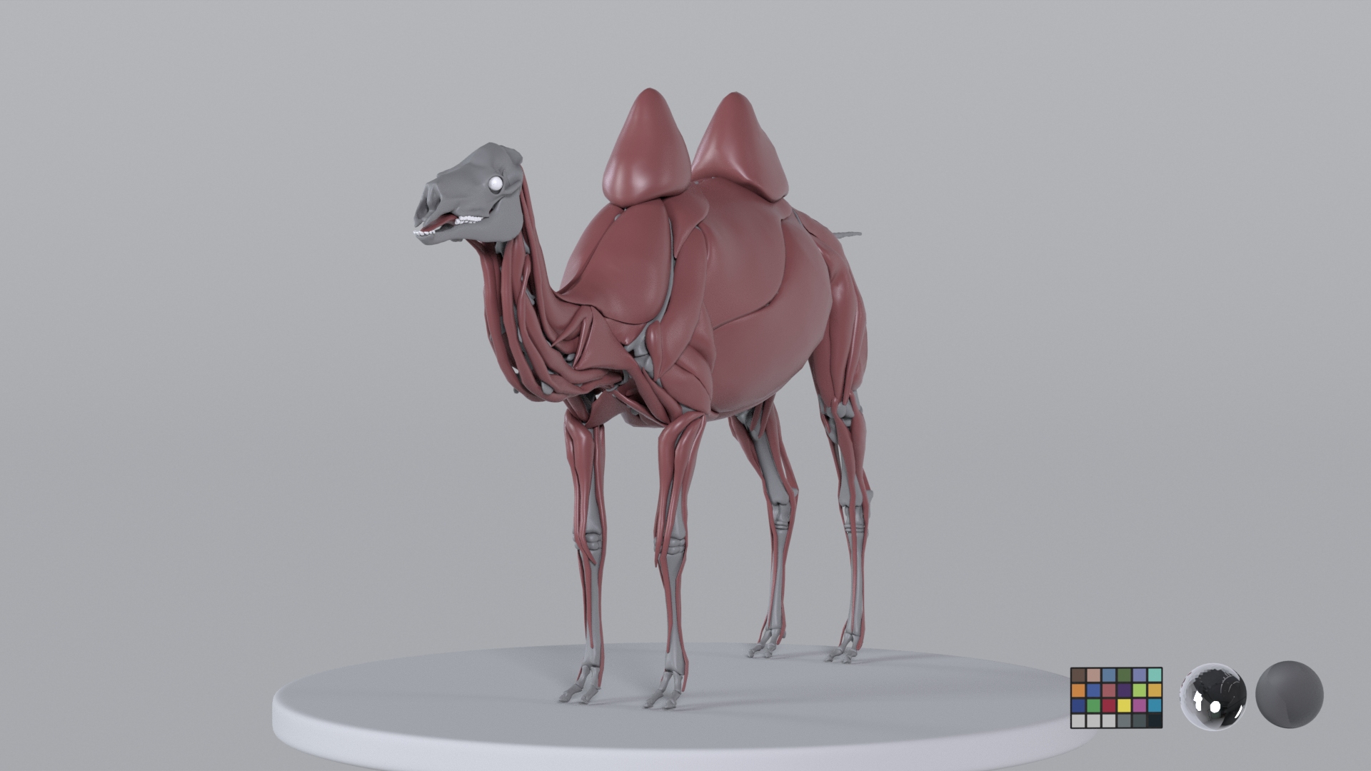 Camel model with muscles and skeleton 3D https://p.turbosquid.com/ts-thumb/FB/usiTV9/uG/muscle/png/1787499869/1920x1080/turn_fit_q99/5cf4d3c8819797a8568c1c4c76aceba1856bab3d/muscle-1.jpg