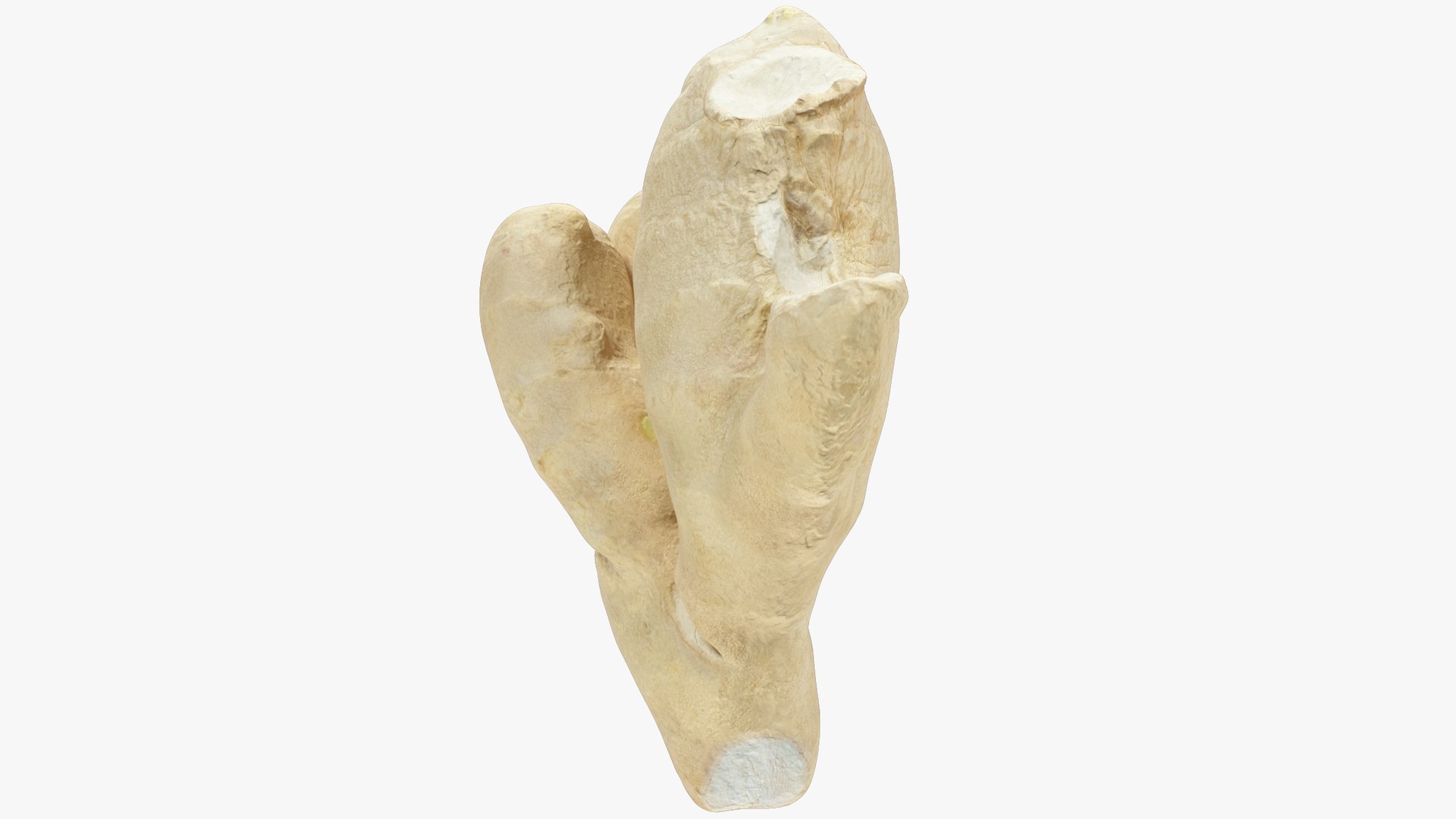 3D Ginger V1 https://p.turbosquid.com/ts-thumb/FB/vxAlWK/3D/g1_004_009/png/1707756816/1920x1080/fit_q87/aead1c3af5fd09289d5a1f92b50e3f02c9e00c54/g1_004_009.jpg