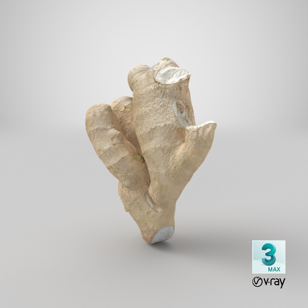 3D Ginger V1 https://p.turbosquid.com/ts-thumb/FB/vxAlWK/5R/stemcell_max_vray_render/png/1708028606/1920x1080/fit_q87/3864688de69c1b7fa2a7a5bbfeb9b0fae432af4c/stemcell_max_vray_render.jpg