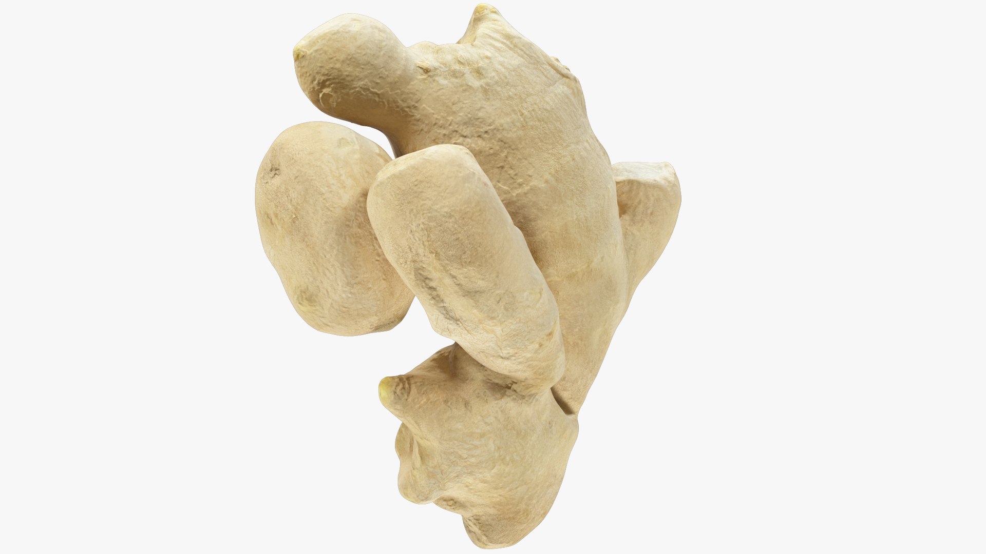 3D Ginger V1 https://p.turbosquid.com/ts-thumb/FB/vxAlWK/Wn/g1_004_001/png/1707756813/1920x1080/fit_q87/bdb510b650e37768a39f145cf37e190cb8227ff0/g1_004_001.jpg