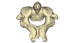 3ds max human vertebra c2 axis