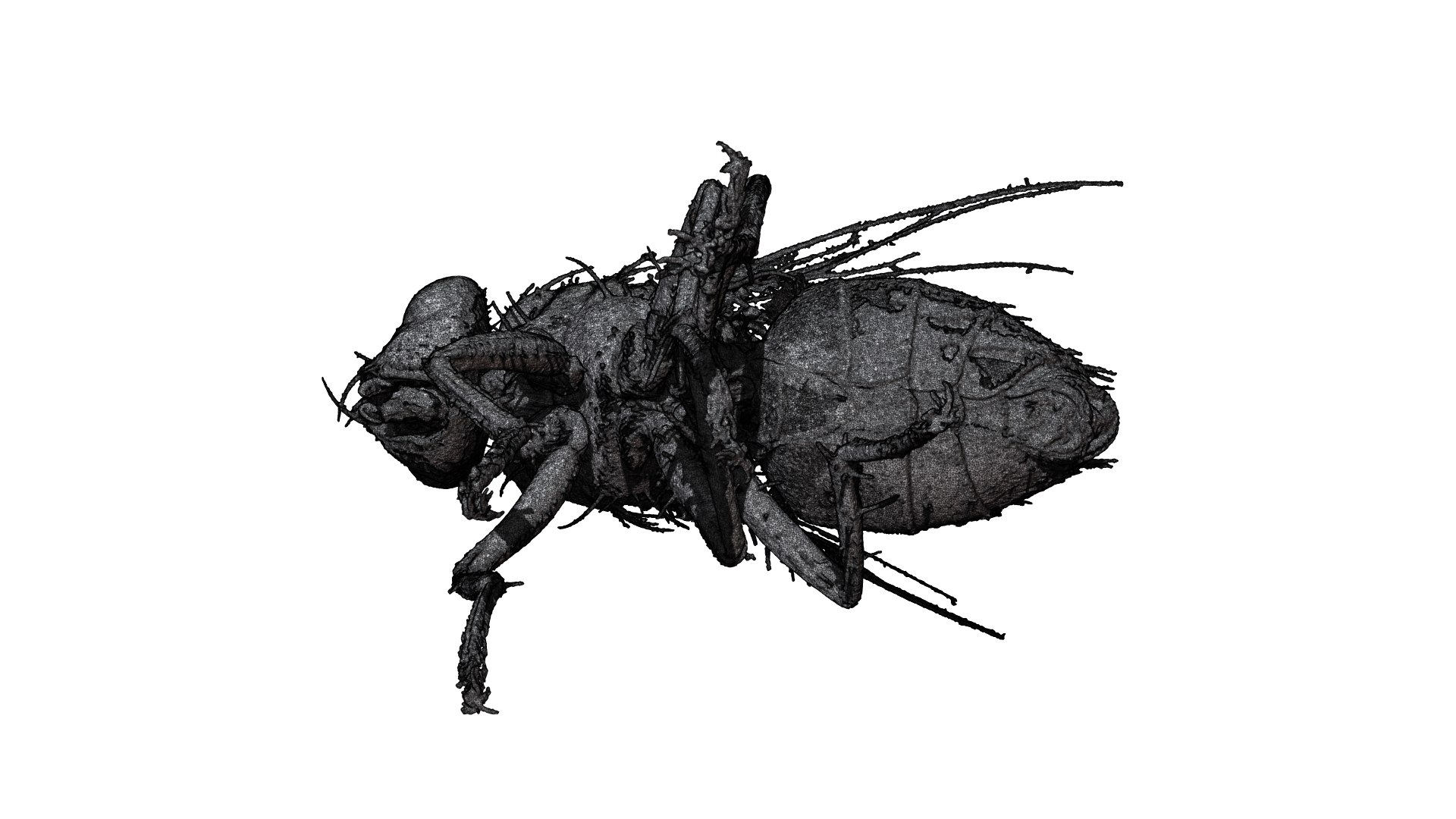 3D Model Fly CT Scan TurboSquid 1744058