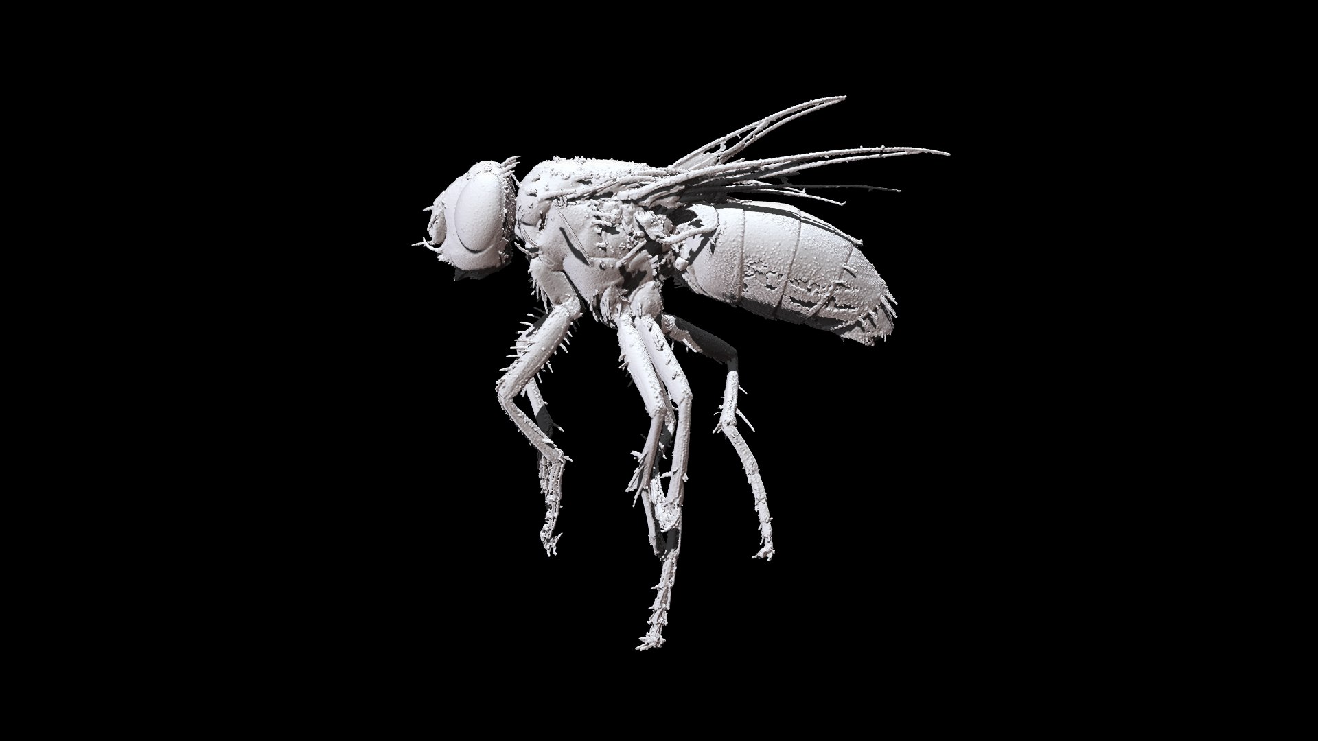 3D Model Fly CT Scan - TurboSquid 1744058