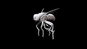 3D model Fly CT scan