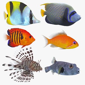 Coral Reef Fish Bundle 2 3D