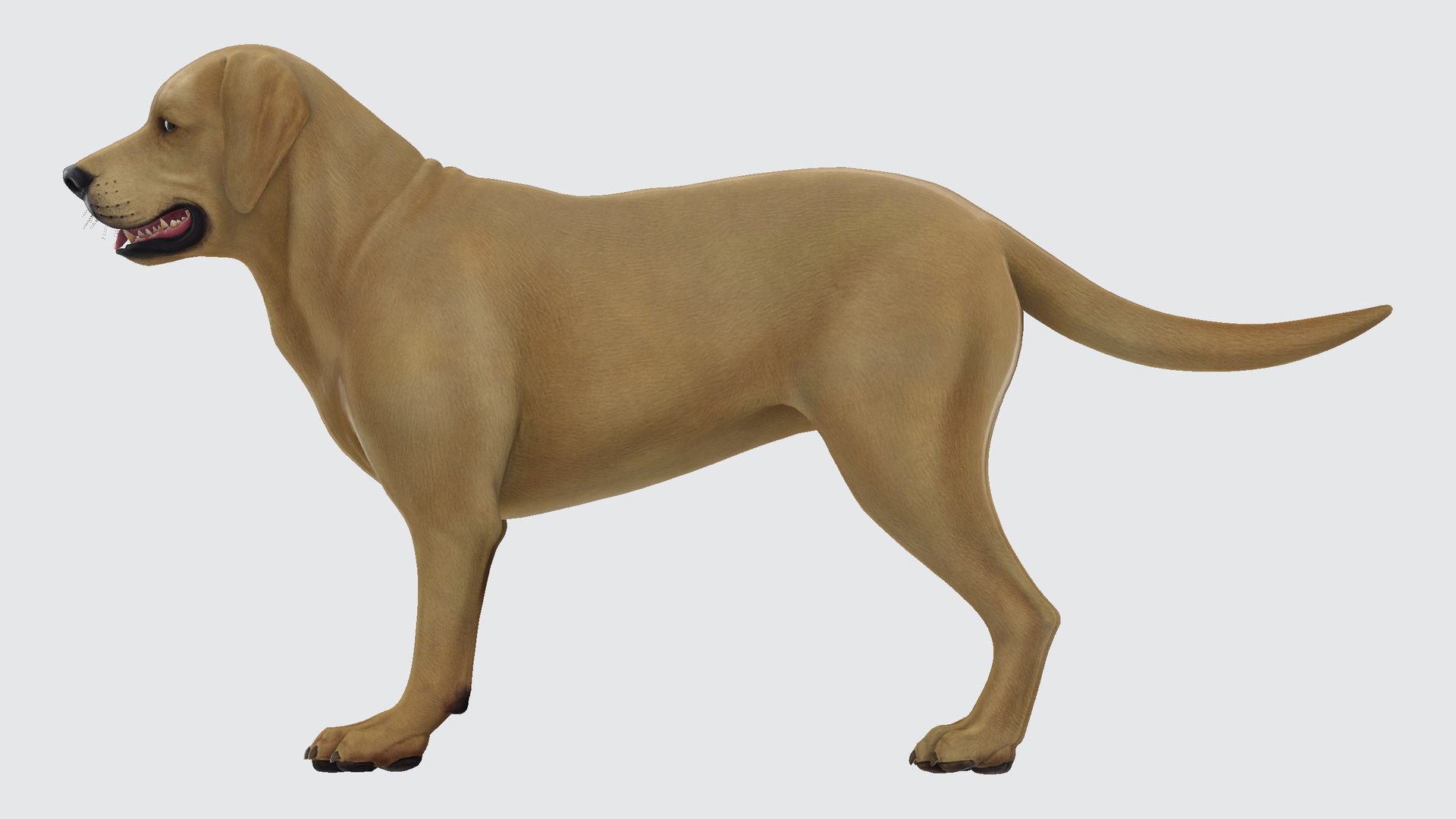 Labrador Retriever 3D Model - TurboSquid 2305643