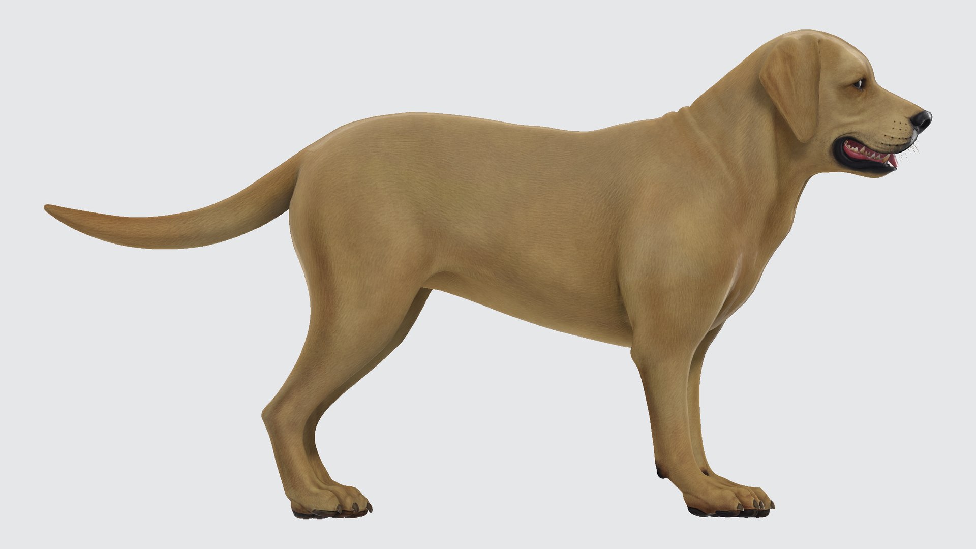 Labrador Retriever 3D Model - TurboSquid 2305643