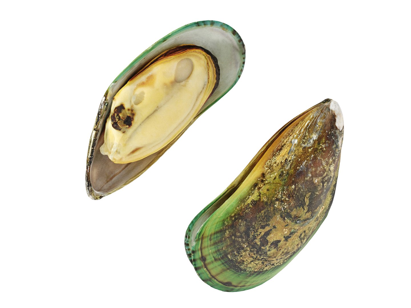3D Mussel Green Shell - TurboSquid 2103009