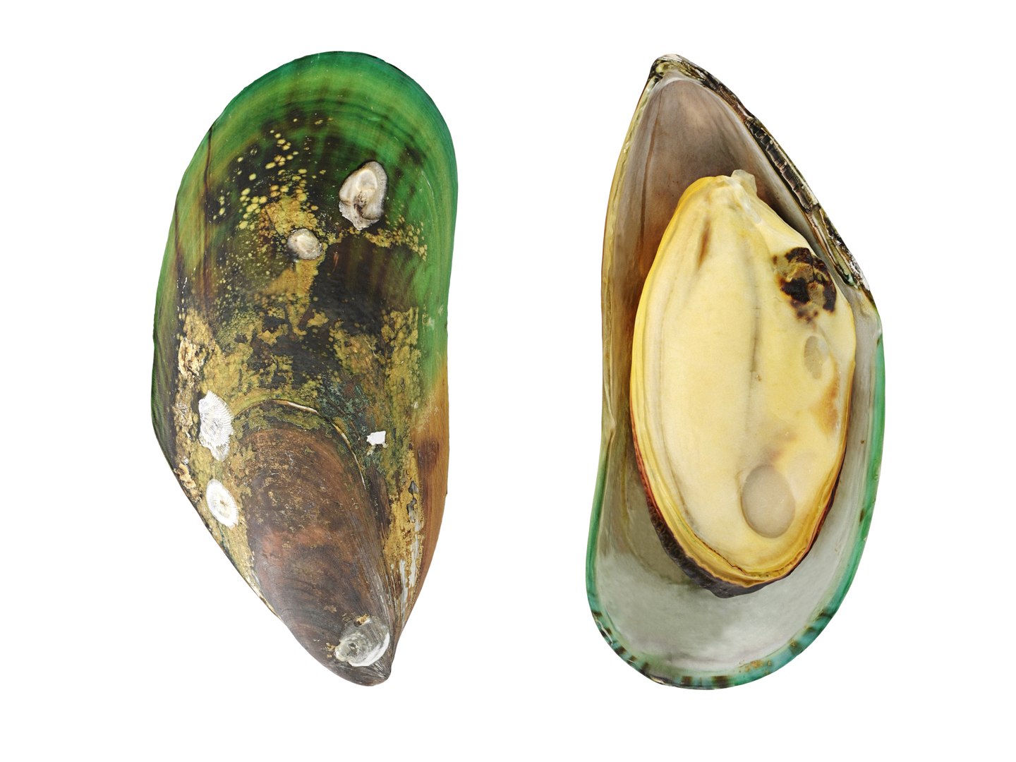 3D Mussel Green Shell - TurboSquid 2103009