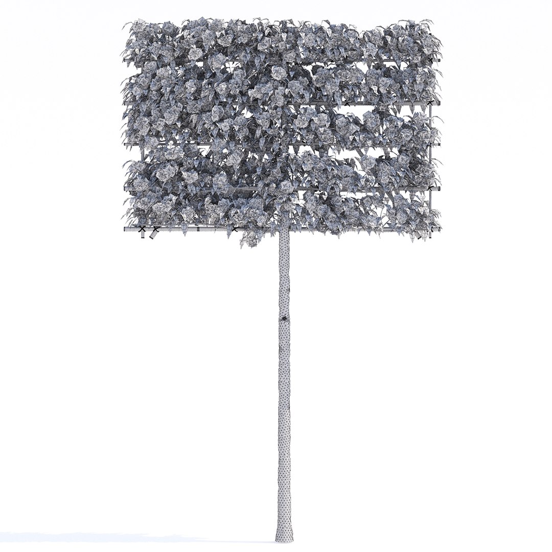 Malus flowering espalier 3D model https://p.turbosquid.com/ts-thumb/FC/hKwp1O/79/malus_flowering_espalier_2_preview_04/jpg/1666208498/1920x1080/fit_q87/0bca3a7e2e0be7c401abccf775d41990c006dae4/malus_flowering_espalier_2_preview_04.jpg