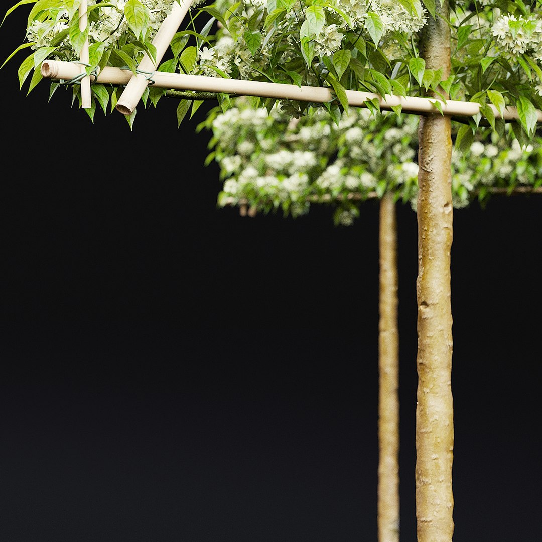 Malus flowering espalier 3D model https://p.turbosquid.com/ts-thumb/FC/hKwp1O/LR/malus_view_01/jpg/1666208499/1920x1080/fit_q87/04e05011e0916f4634bf4eb79007d472507abac1/malus_view_01.jpg