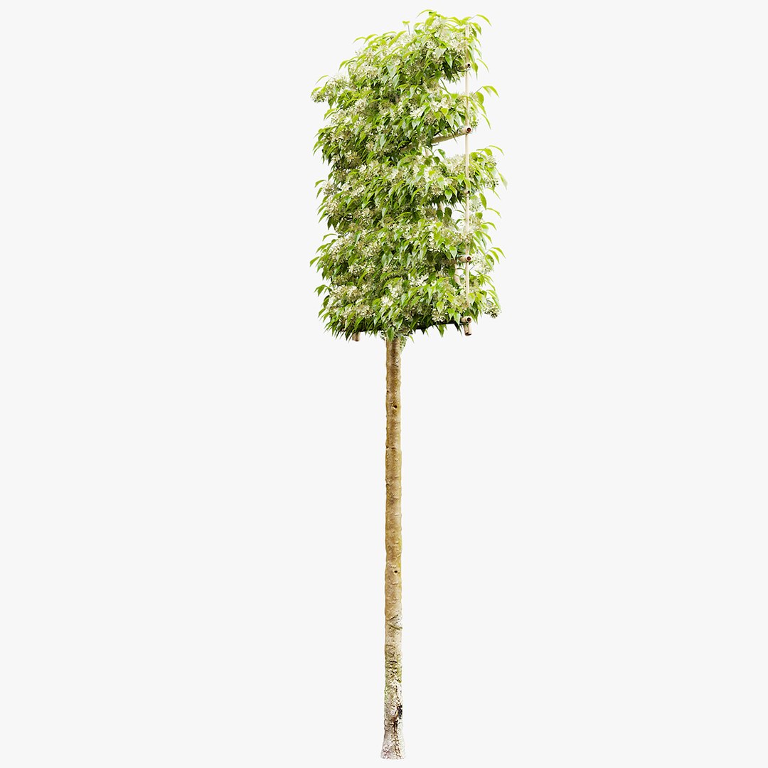 Malus flowering espalier 3D model https://p.turbosquid.com/ts-thumb/FC/hKwp1O/eh/malus_view_12/jpg/1666208910/1920x1080/fit_q87/5a7ecde451ee784f25b374a330ea415f8c54d4b1/malus_view_12.jpg