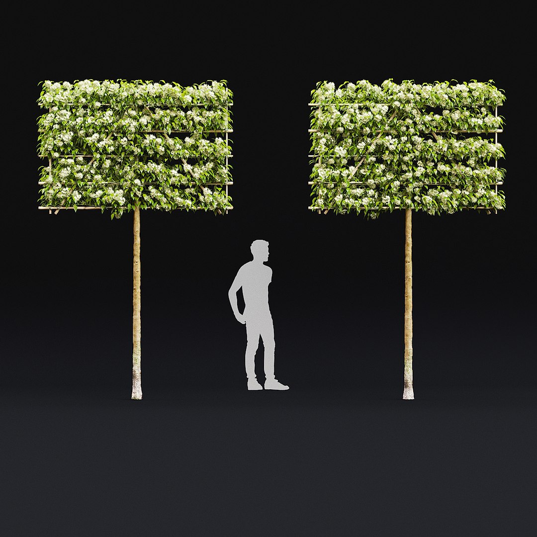 Malus flowering espalier 3D model https://p.turbosquid.com/ts-thumb/FC/hKwp1O/jH/malus_view_11/jpg/1666208500/1920x1080/fit_q87/24e1eef8dedf652bdbe18203336ad6f1d416a24a/malus_view_11.jpg