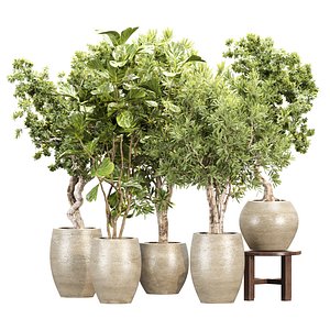 3D Indoor Pot Plants 530 3D Plant Model
