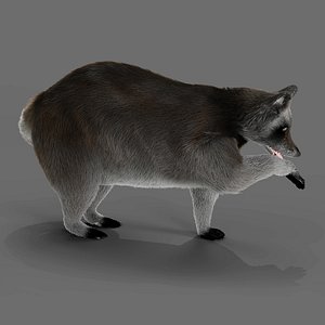 Fur Raccoon Grey Rigged in Blender 3D model