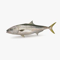 Yellowtail