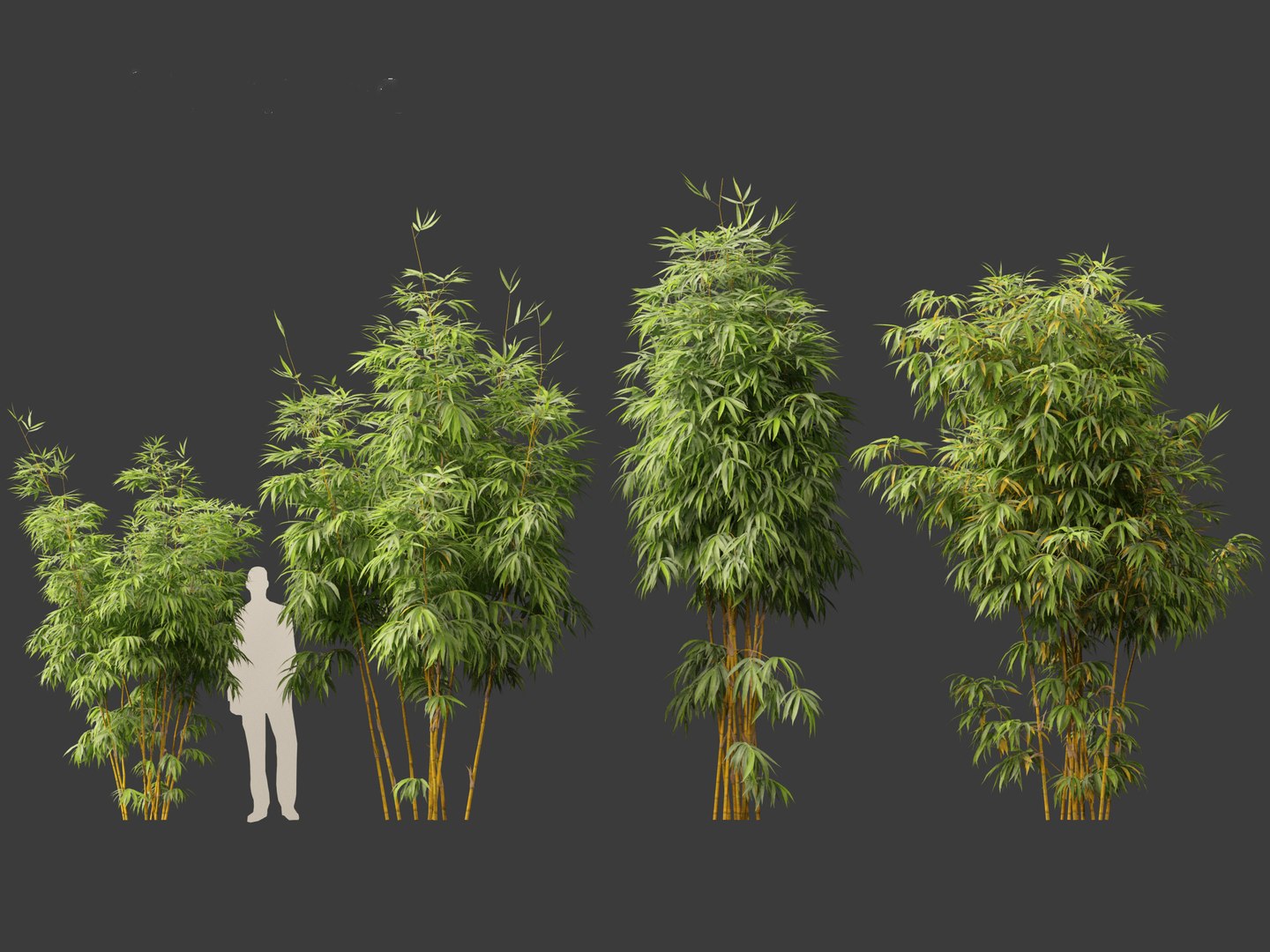 Alphonse karr bamboo - Bambusa multiplex cv Alphonse Karr 03 3D model https://p.turbosquid.com/ts-thumb/FD/Ea2IGk/E4/alphonsekarrbamboo034/jpg/1697208223/1920x1080/fit_q87/6819ea5ab826f3cad786fccbf816c88efbca5dbf/alphonsekarrbamboo034.jpg