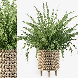 Fern in wooden pot 3D model