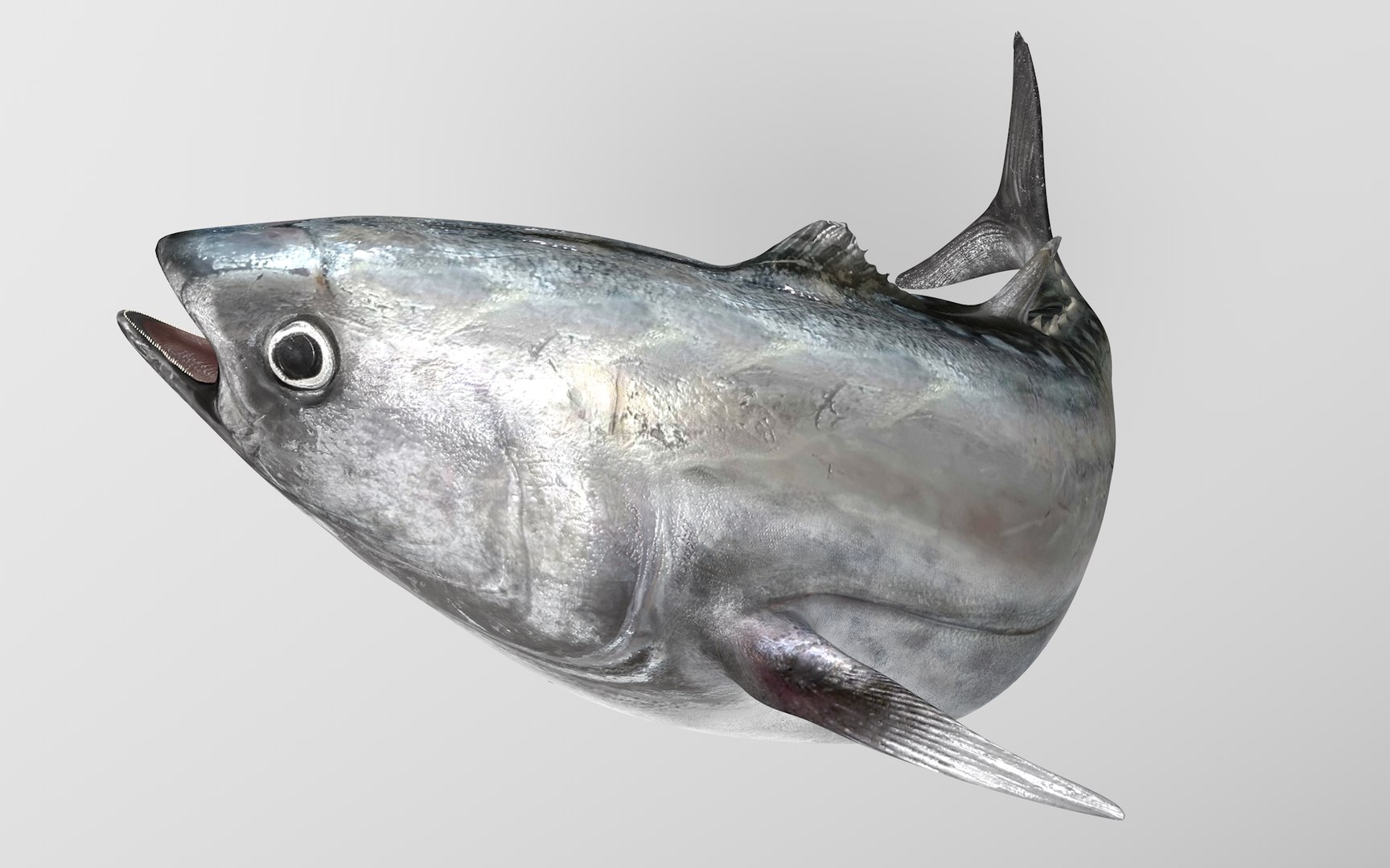 TUNA FISH Rigged L1895 3D Model - TurboSquid 2003272