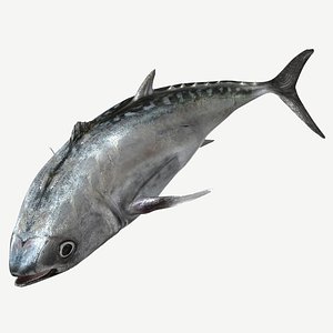TUNA FISH Rigged  L1895 3D model