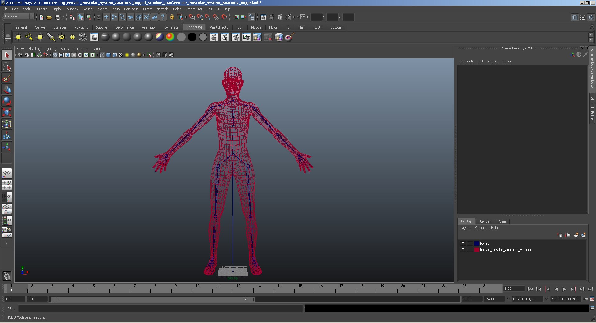 female muscular anatomy rigged model https://p.turbosquid.com/ts-thumb/FD/Ldapww/4cAlSSCG/female_muscular_system_anatomy_rigged_mb1/jpg/1534223123/1920x1080/fit_q87/f92ec42997517055289232c262d53a59b2eaf933/female_muscular_system_anatomy_rigged_mb1.jpg
