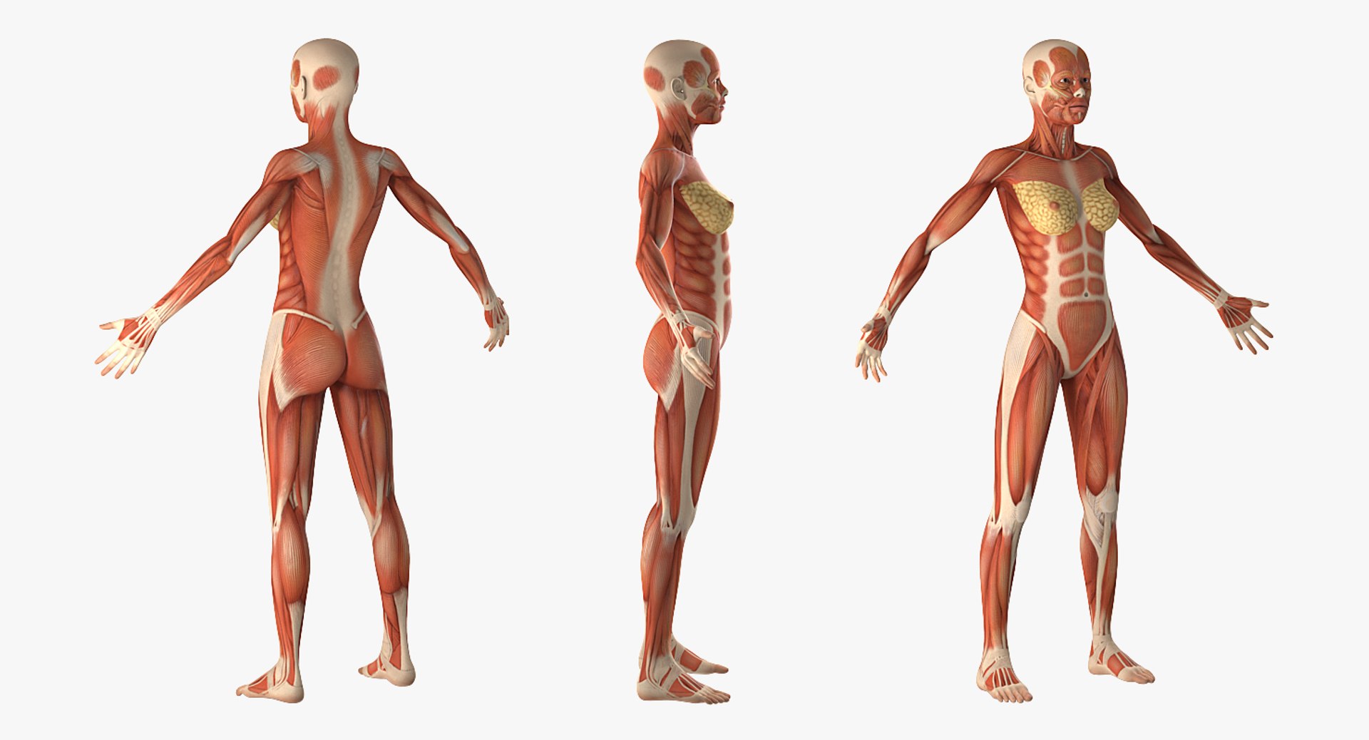 female muscular anatomy rigged model https://p.turbosquid.com/ts-thumb/FD/Ldapww/9Vpll3zI/femalemuscularsystemanatomyriggedmb3dmodel002/jpg/1517946698/1920x1080/fit_q87/78488a367957fa0457c289d299dcb09764a9a4ae/femalemuscularsystemanatomyriggedmb3dmodel002.jpg
