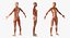 Female Muscular System Anatomy Rigged for Maya 3D Model
