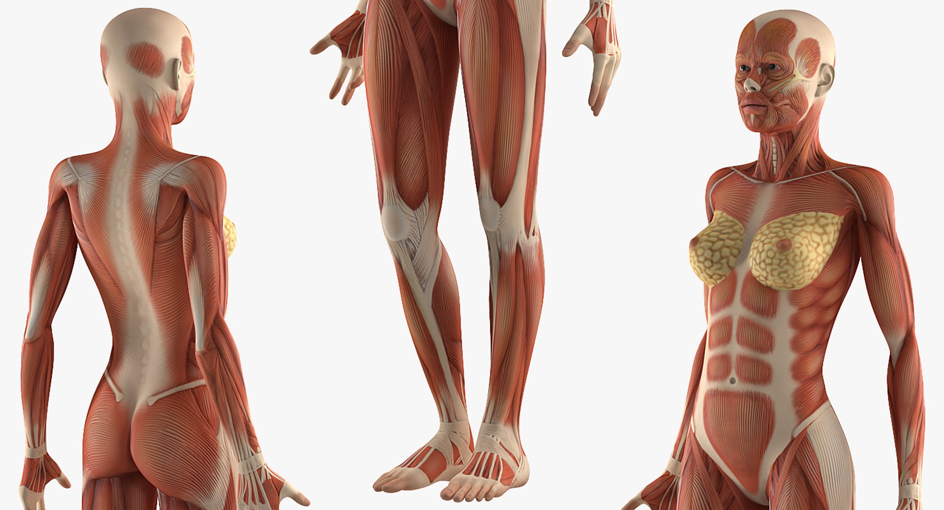 female muscular anatomy rigged model https://p.turbosquid.com/ts-thumb/FD/Ldapww/GOQ9Wudw/femalemuscularsystemanatomyriggedmb3dmodel012/jpg/1517946698/1920x1080/fit_q87/6222e9d32a70a104343d7b66b85a701c2ff7721a/femalemuscularsystemanatomyriggedmb3dmodel012.jpg