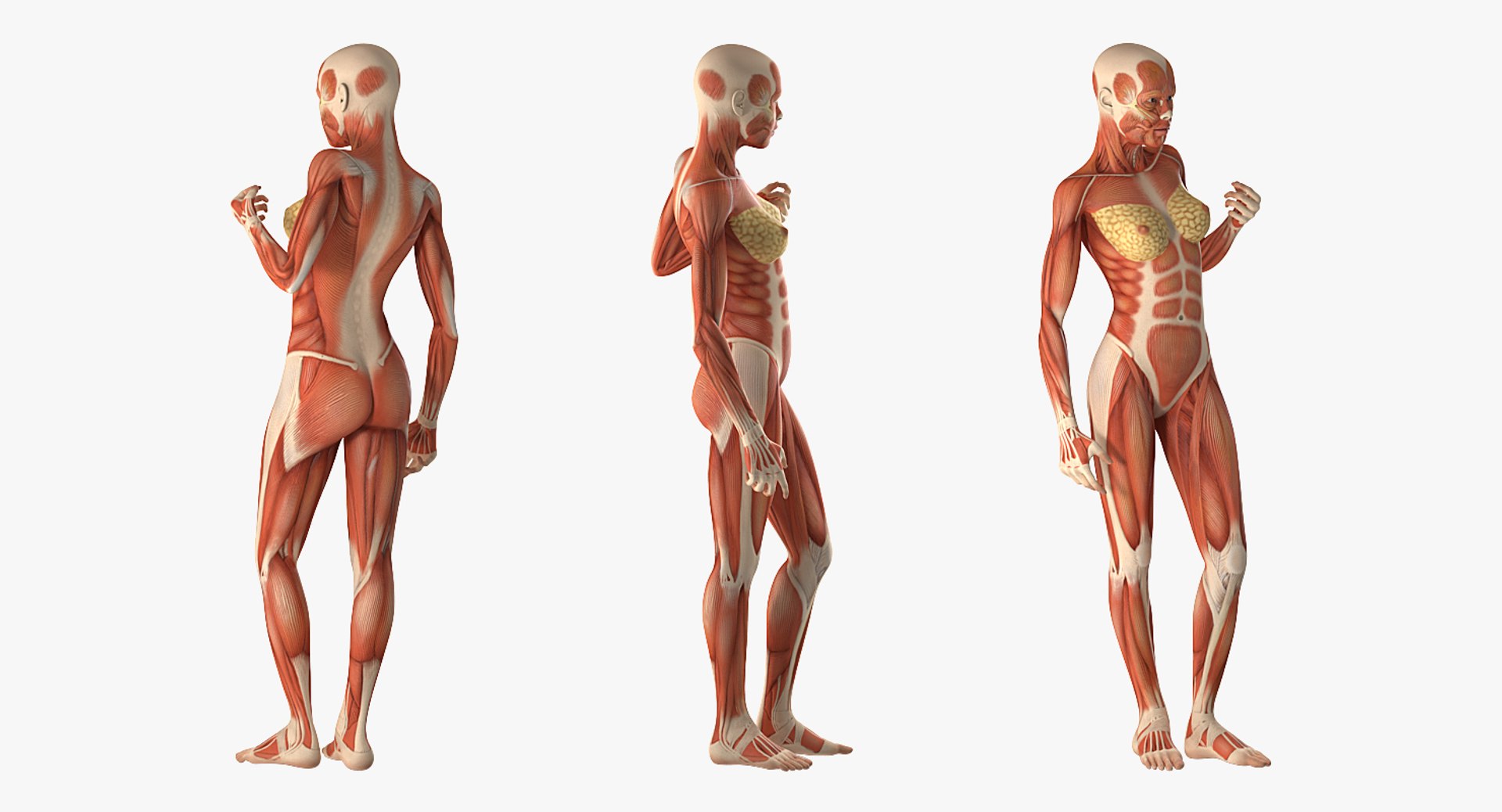 female muscular anatomy rigged model https://p.turbosquid.com/ts-thumb/FD/Ldapww/VK5TARf2/femalemuscularsystemanatomyriggedmb3dmodel003/jpg/1517946698/1920x1080/fit_q87/2037055ea0a6d9a241e7f3b7439537f538c8b988/femalemuscularsystemanatomyriggedmb3dmodel003.jpg
