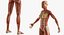 Female Muscular System Anatomy Rigged for Maya 3D Model