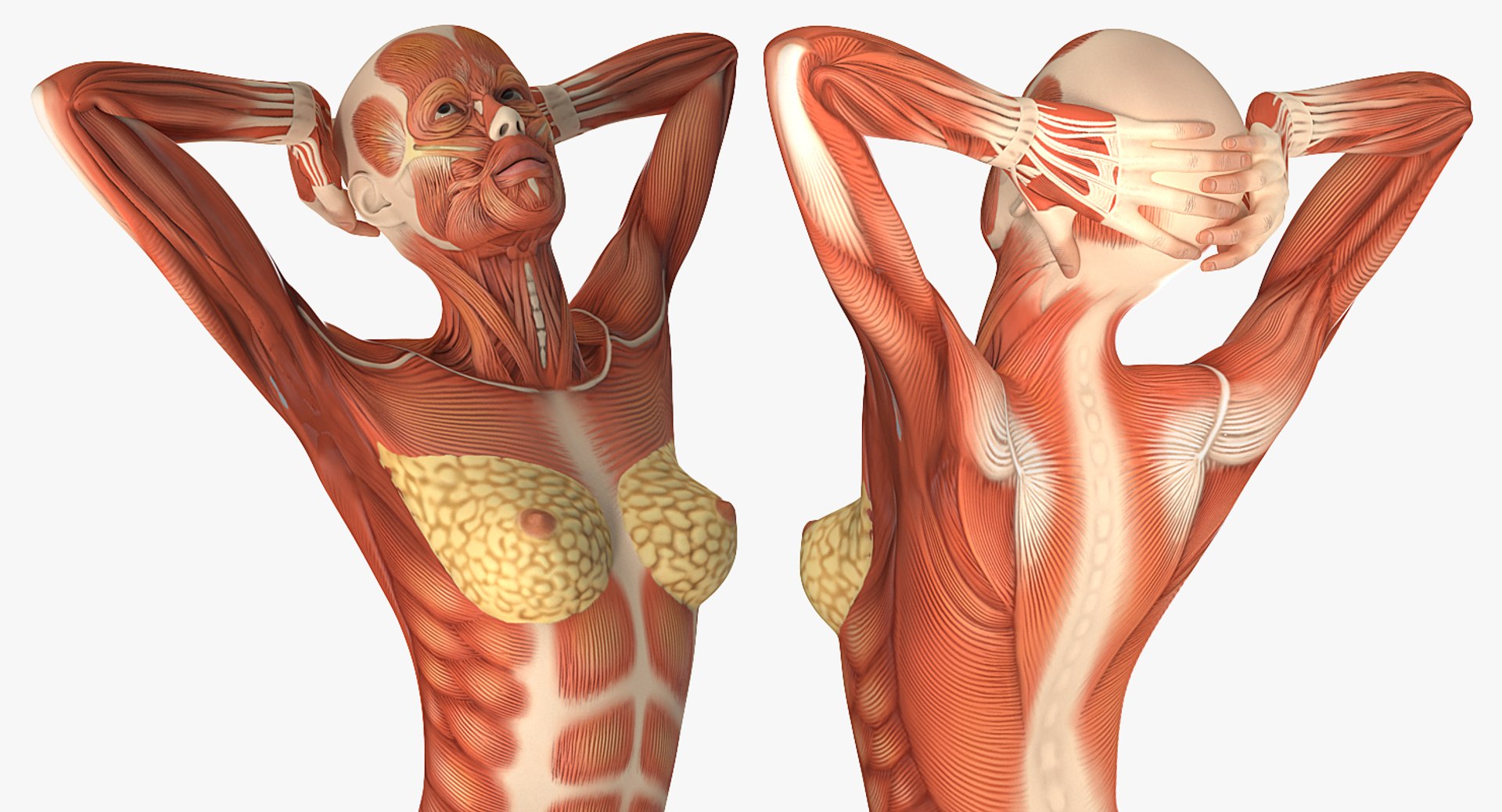 female muscular anatomy rigged model https://p.turbosquid.com/ts-thumb/FD/Ldapww/Wq1n5oLf/femalemuscularsystemanatomyriggedmb3dmodel015/jpg/1517946698/1920x1080/fit_q87/99d76621a31f66bf637a693038f0fc61f9be18dd/femalemuscularsystemanatomyriggedmb3dmodel015.jpg