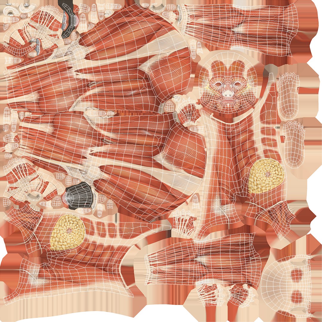 female muscular anatomy rigged model https://p.turbosquid.com/ts-thumb/FD/Ldapww/cKV3aPyf/femalemuscularsystemanatomyriggedmb3dmodel024/jpg/1517946699/1920x1080/fit_q87/cab194f6eea936df7b018812ca93a0d540e5a641/femalemuscularsystemanatomyriggedmb3dmodel024.jpg