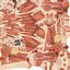 Female Muscular System Anatomy Rigged for Maya 3D Model
