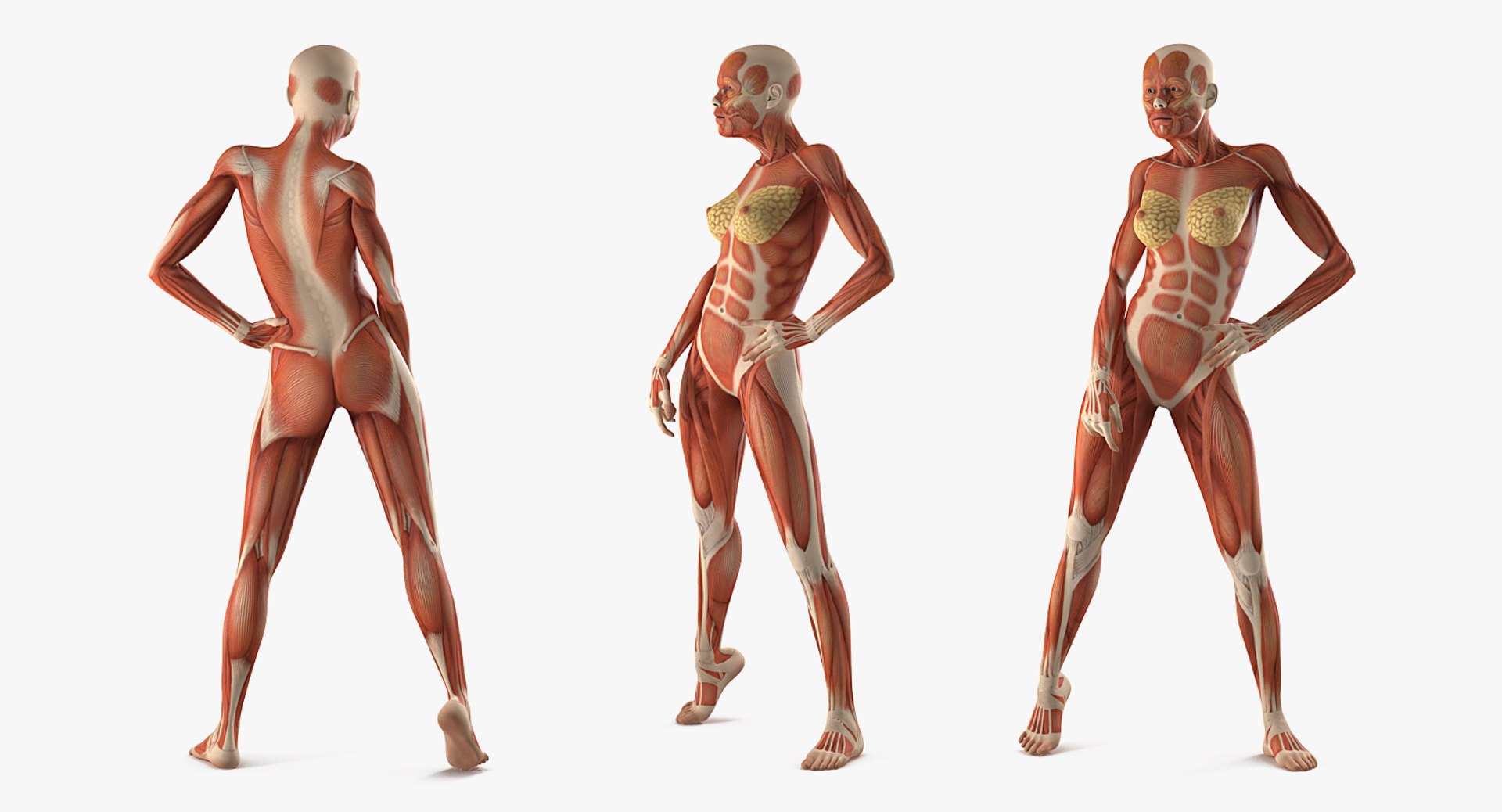 female muscular anatomy rigged model https://p.turbosquid.com/ts-thumb/FD/Ldapww/dIn4hJup/femalemuscularsystemanatomyriggedmb3dmodel005/jpg/1517946698/1920x1080/fit_q87/a58d85e72930c5b6ae76e8b380364bc0ed29db75/femalemuscularsystemanatomyriggedmb3dmodel005.jpg