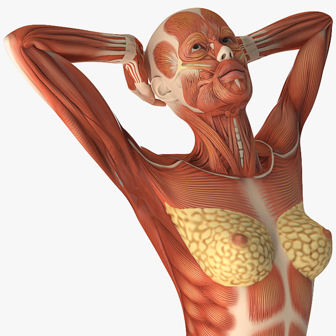 Мышцы женщины анатомия