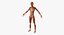 Female Muscular System Anatomy Rigged for Maya 3D Model