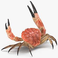 Tasmanian Giant Crab Fighting Pose 3D Model