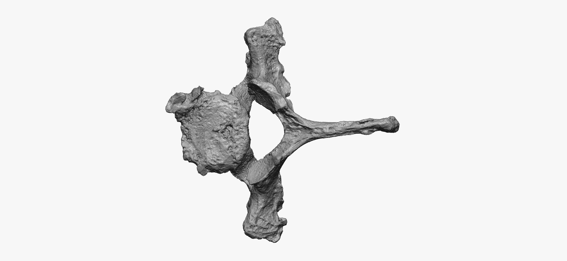 3D Pavian Monkey Male Thoracic Vertebrae TH1 RAW Scans - TurboSquid 2143256
