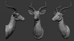 Impala Antelope Bust model