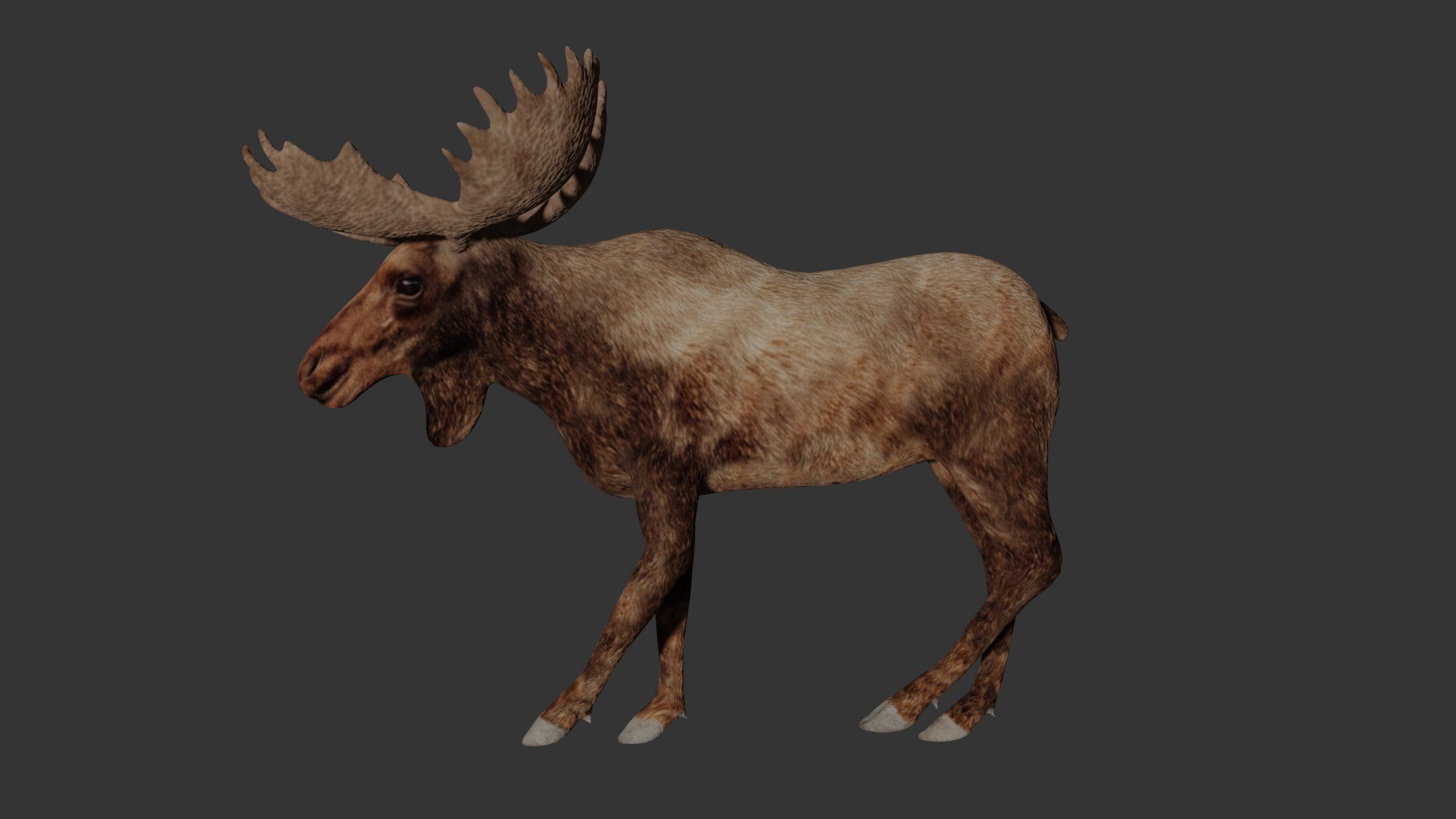 3D Fully Rigged Low Poly Moose Model - TurboSquid 1748770