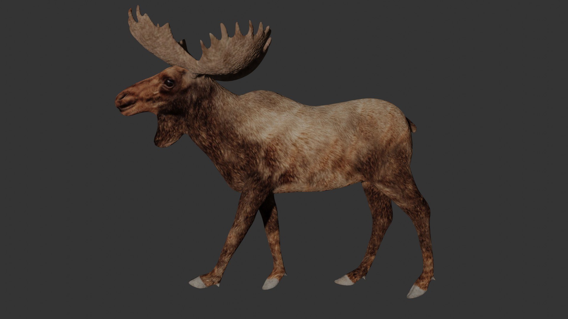 3D Fully Rigged Low Poly Moose Model - TurboSquid 1748770