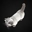 c4d kitten white
