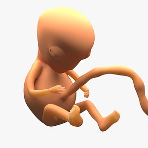 embryo fetus baby model