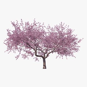Sakura High Poly 07 3D model