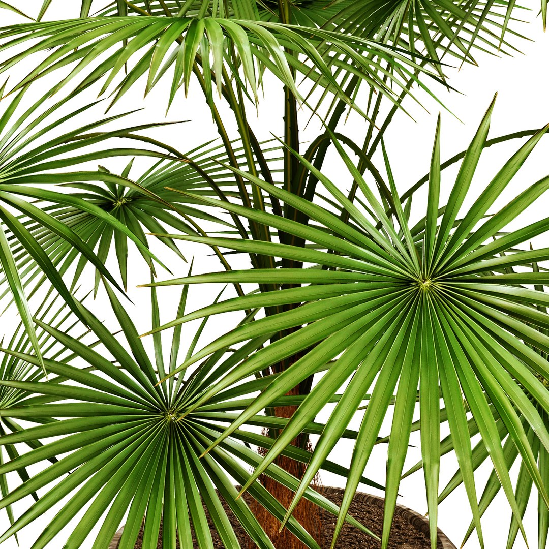 Max Palm Thrinax Radiata